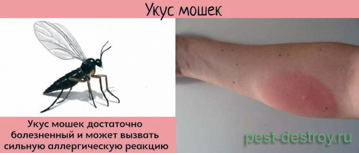 Укус мошек