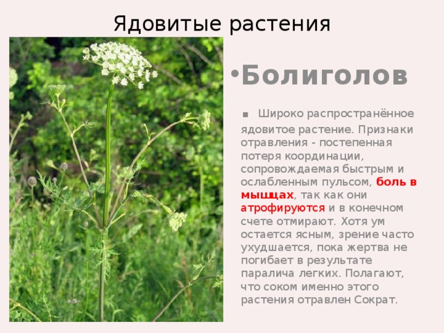 Болиголов