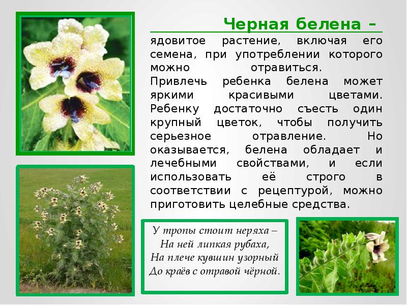 Черная белена