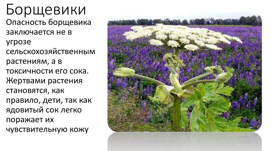 Борщевик