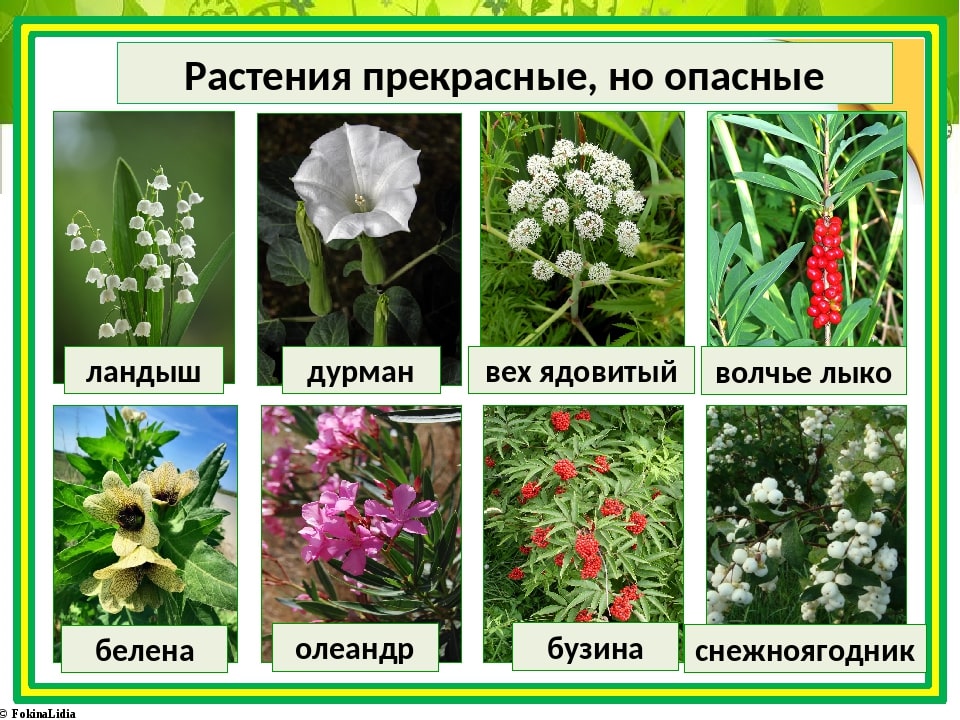 Ядовитые растения