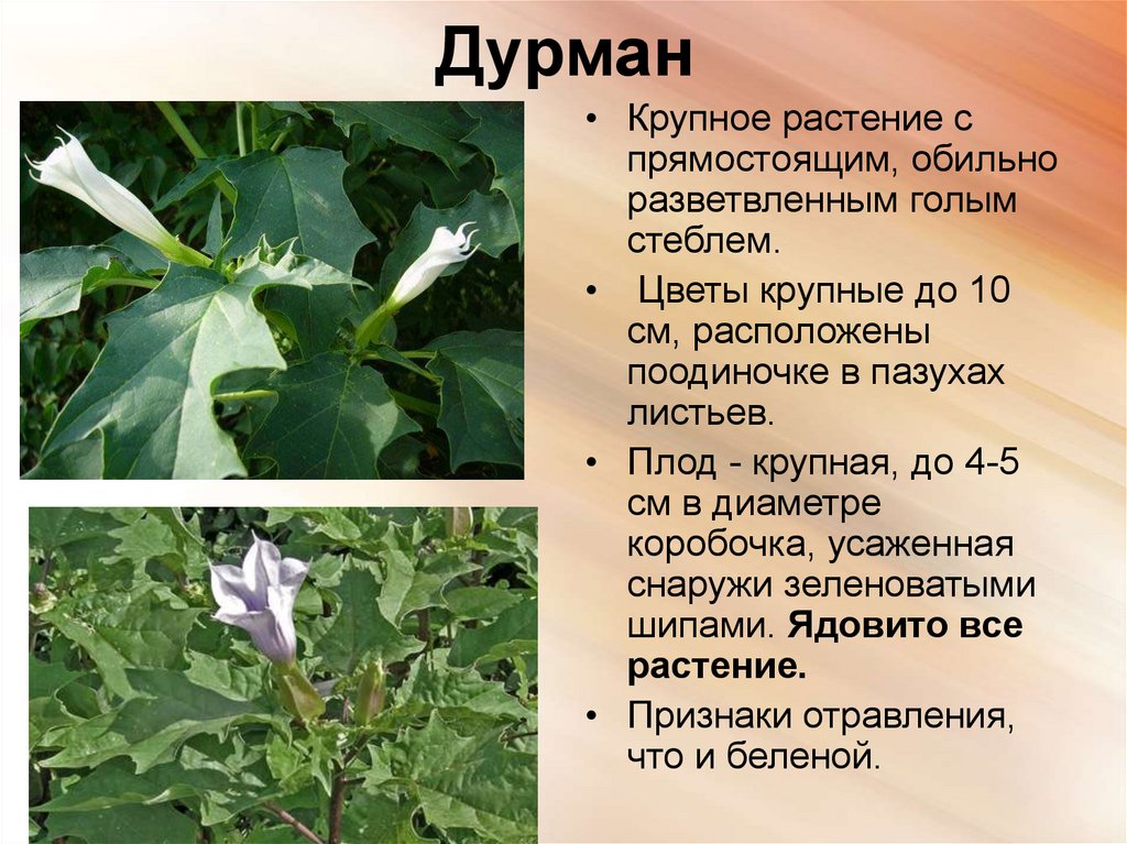 Дурман