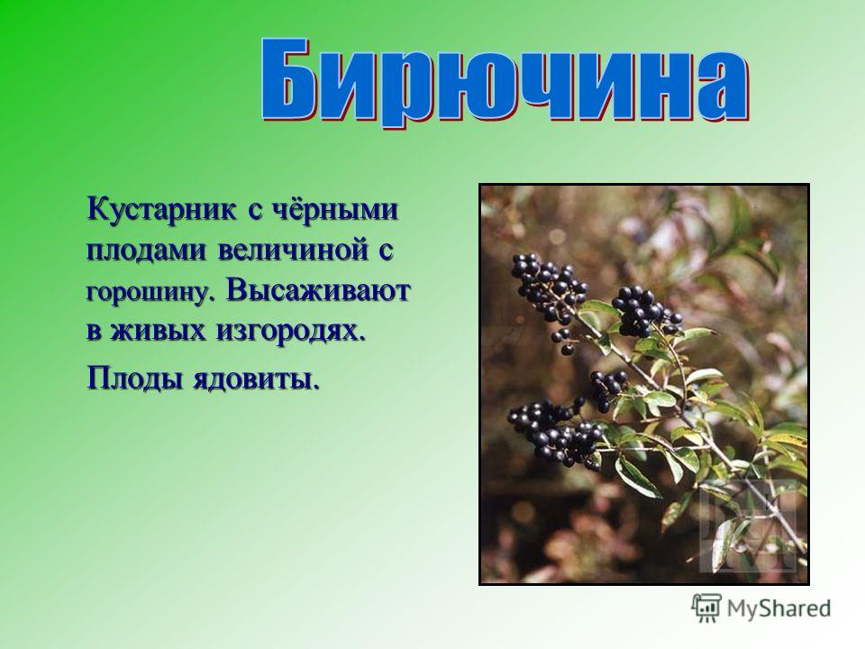 Бирючина