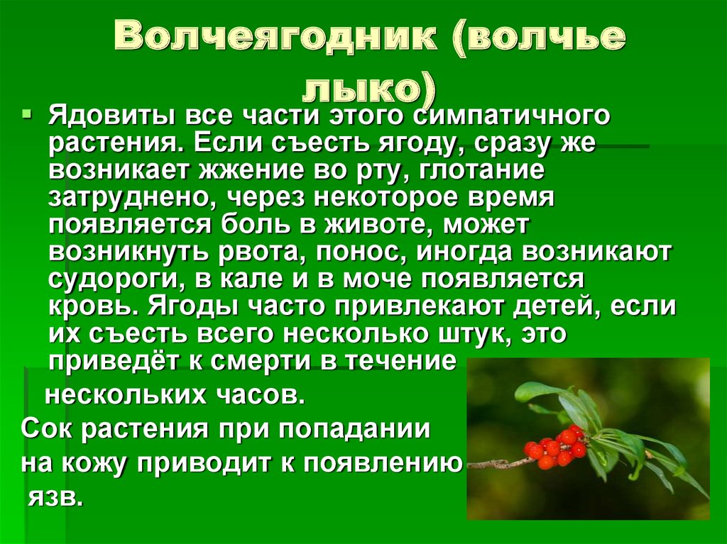 Волчье лыко