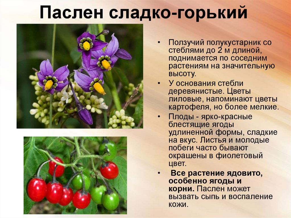 Паслен