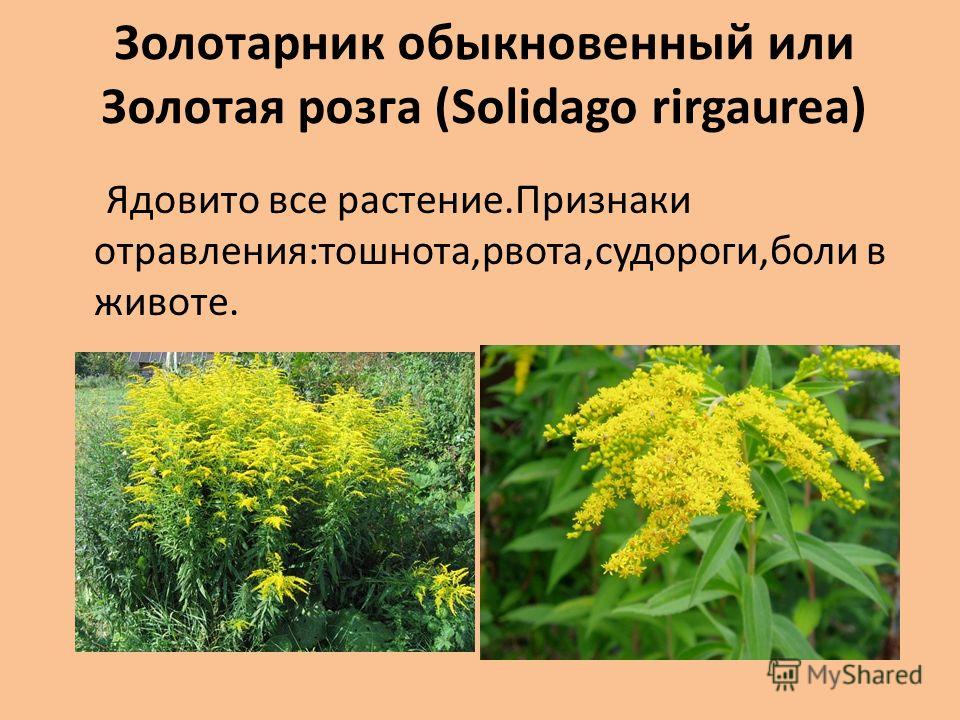 Золотарник